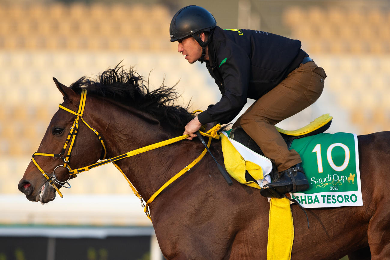17日朝のウシュバテソーロ（C）Jockey Club of Saudi Arabia／Ali AlZenaidi