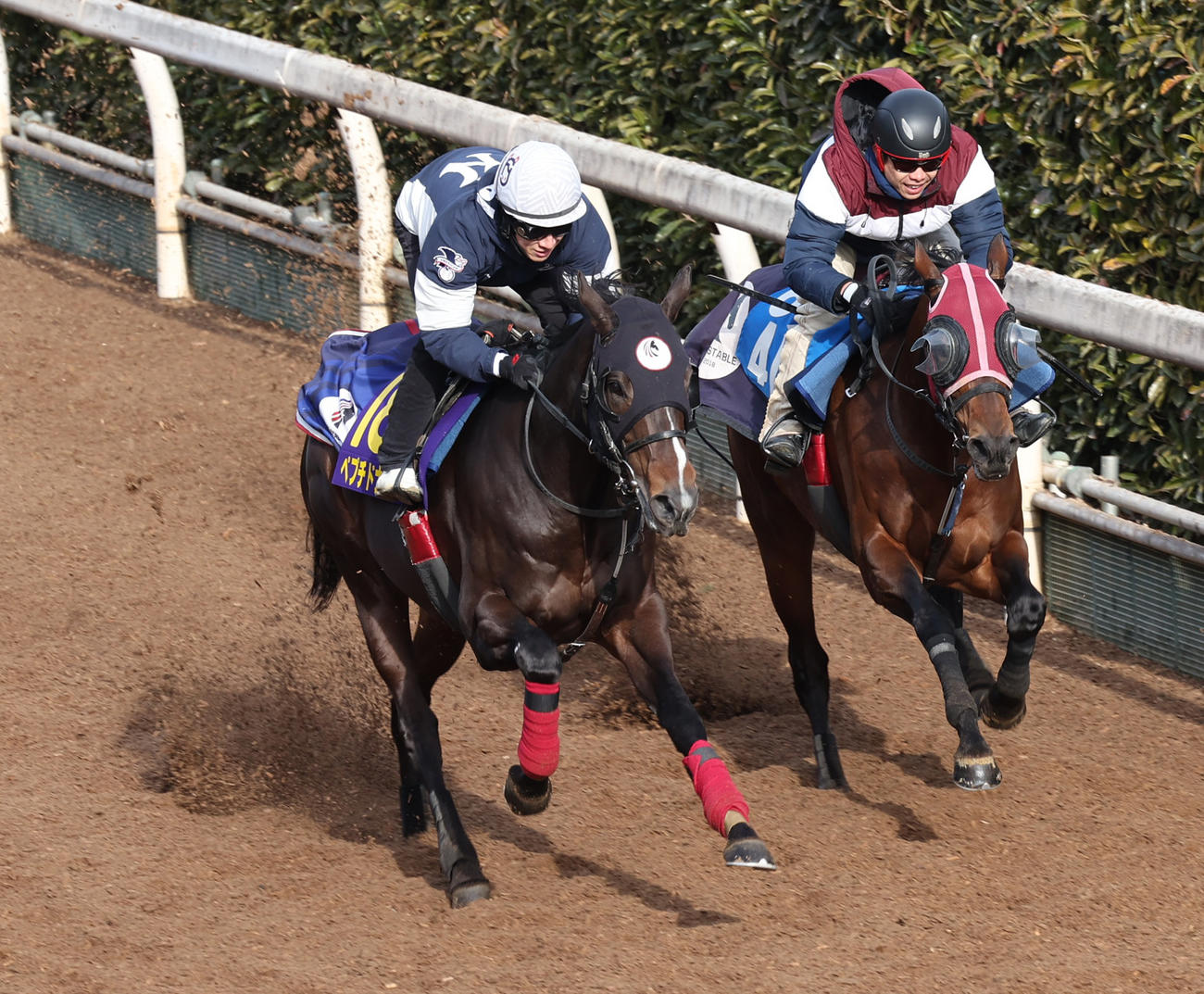 2月12日、併せ馬で追い切るペプチドナイル（左）