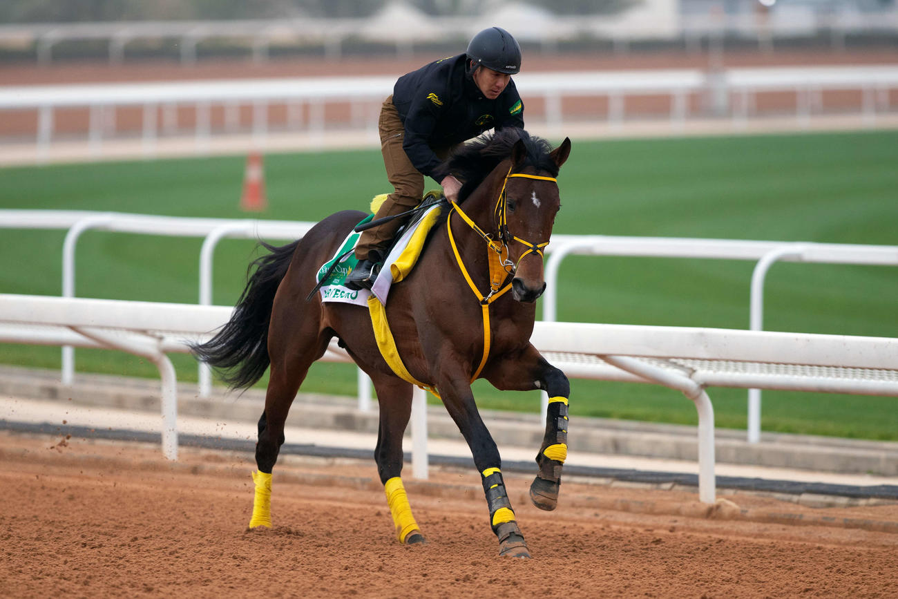 18日朝のウシュバテソーロ（C）Jockey Club of Saudi Arabia／Ali AlZenaidi