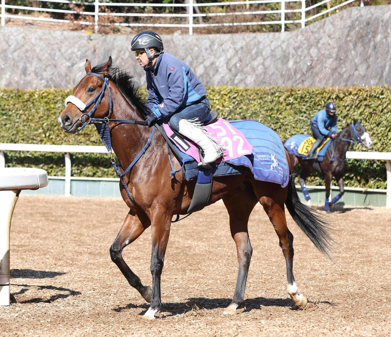 坂路で調整するサウスバンク（撮影・白石智彦）
