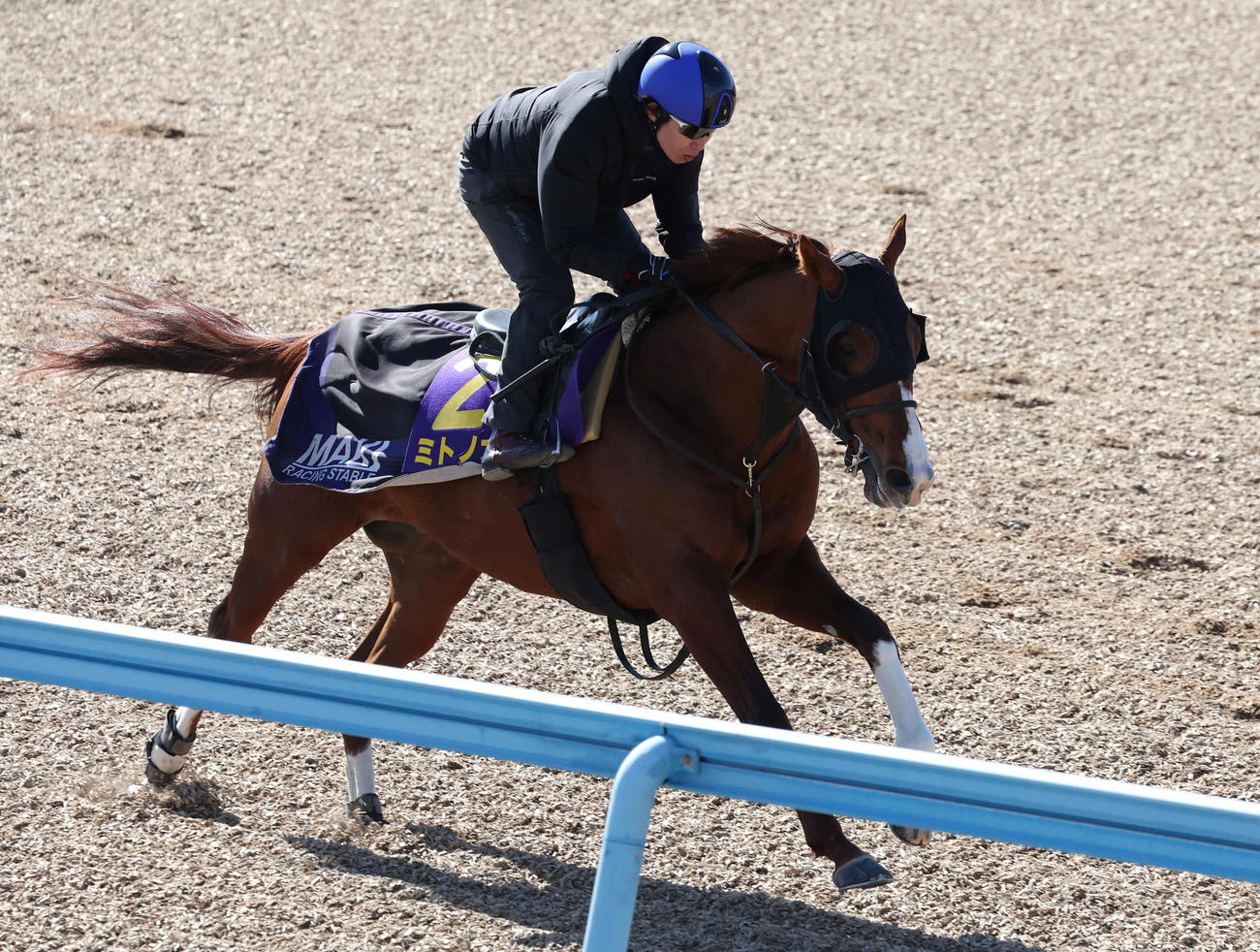 ミトノオーは田辺騎手を背に美浦ウッドを単走で追い切られた（撮影・丹羽敏通）