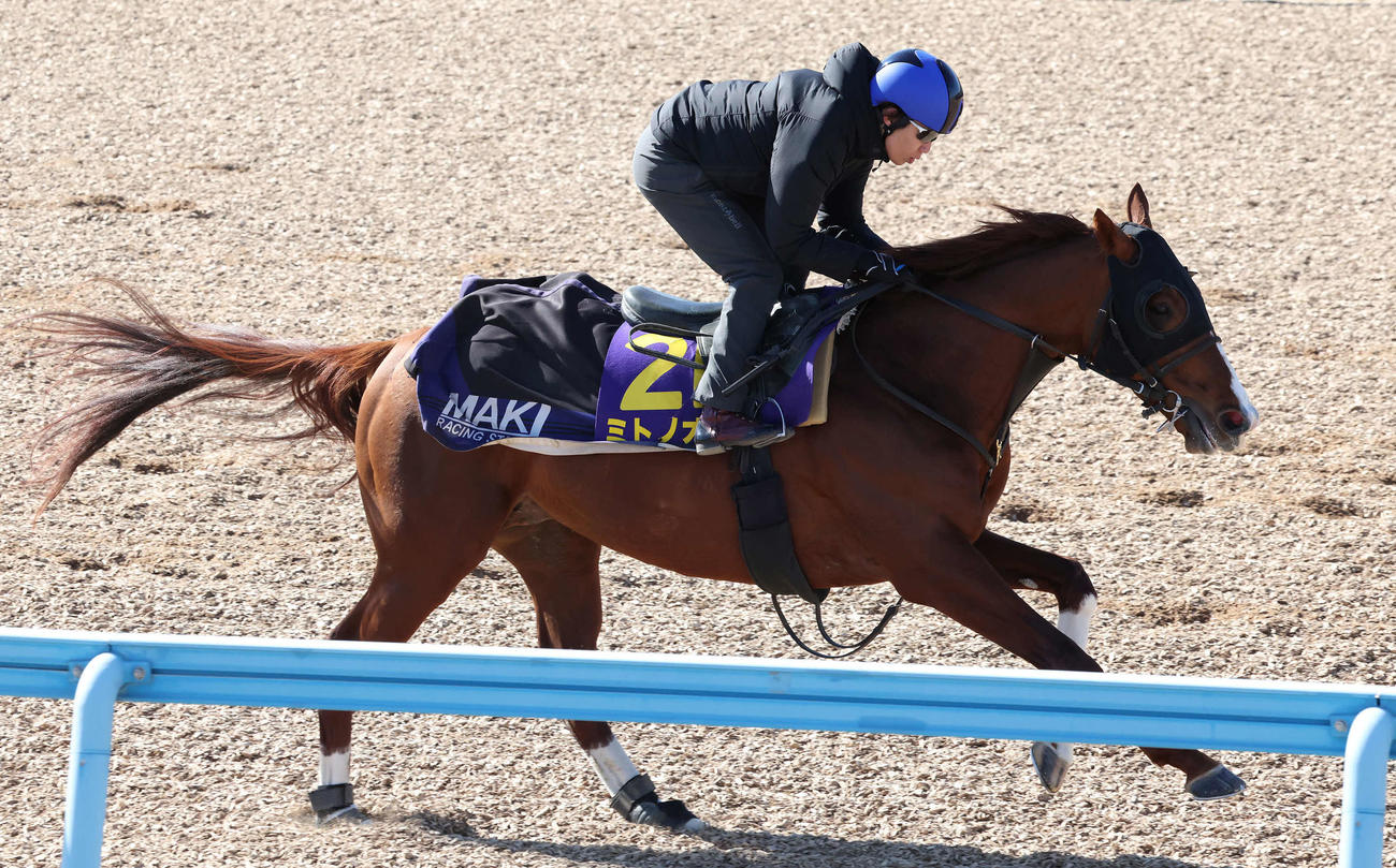 ミトノオーは田辺騎手を背に美浦ウッドを単走で追い切られた（撮影・丹羽敏通）