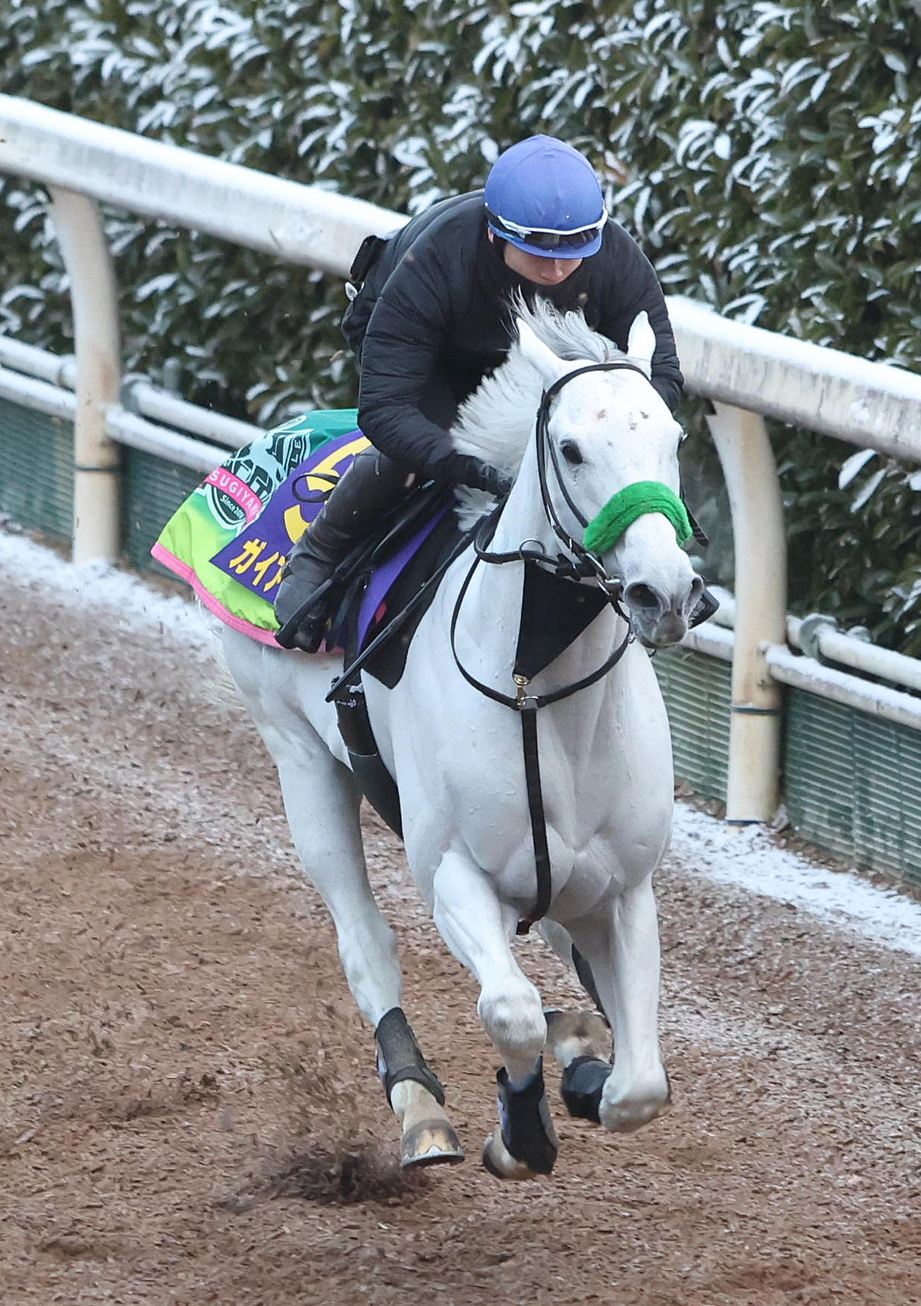 長岡騎手を背に坂路を単走で追い切るガイアフォース（撮影・白石智彦）