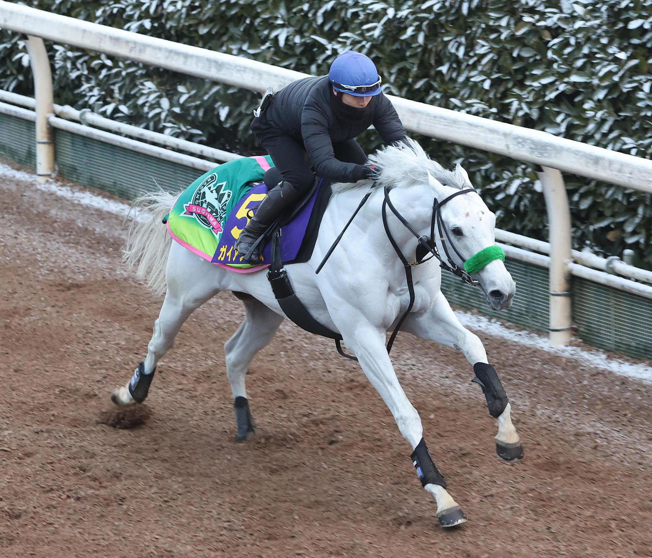 長岡騎手を背に坂路を単走で追い切るガイアフォース（撮影・白石智彦）