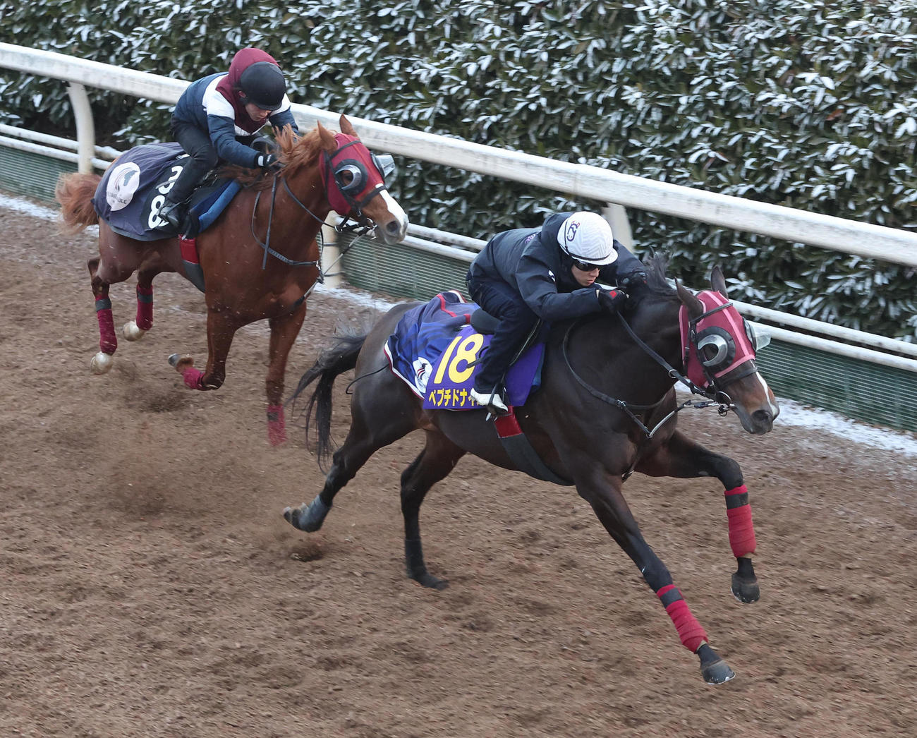 藤岡佑騎手を背に坂路をヴェーヌドール（左）と併せ馬で追い切るペプチドナイル（撮影・白石智彦）