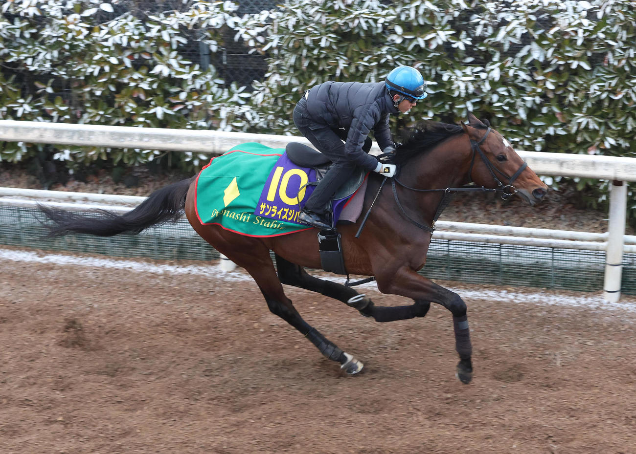 幸騎手を背に坂路をデルマソトガケと併せ馬で追い切るサンライズジパング（撮影・白石智彦）