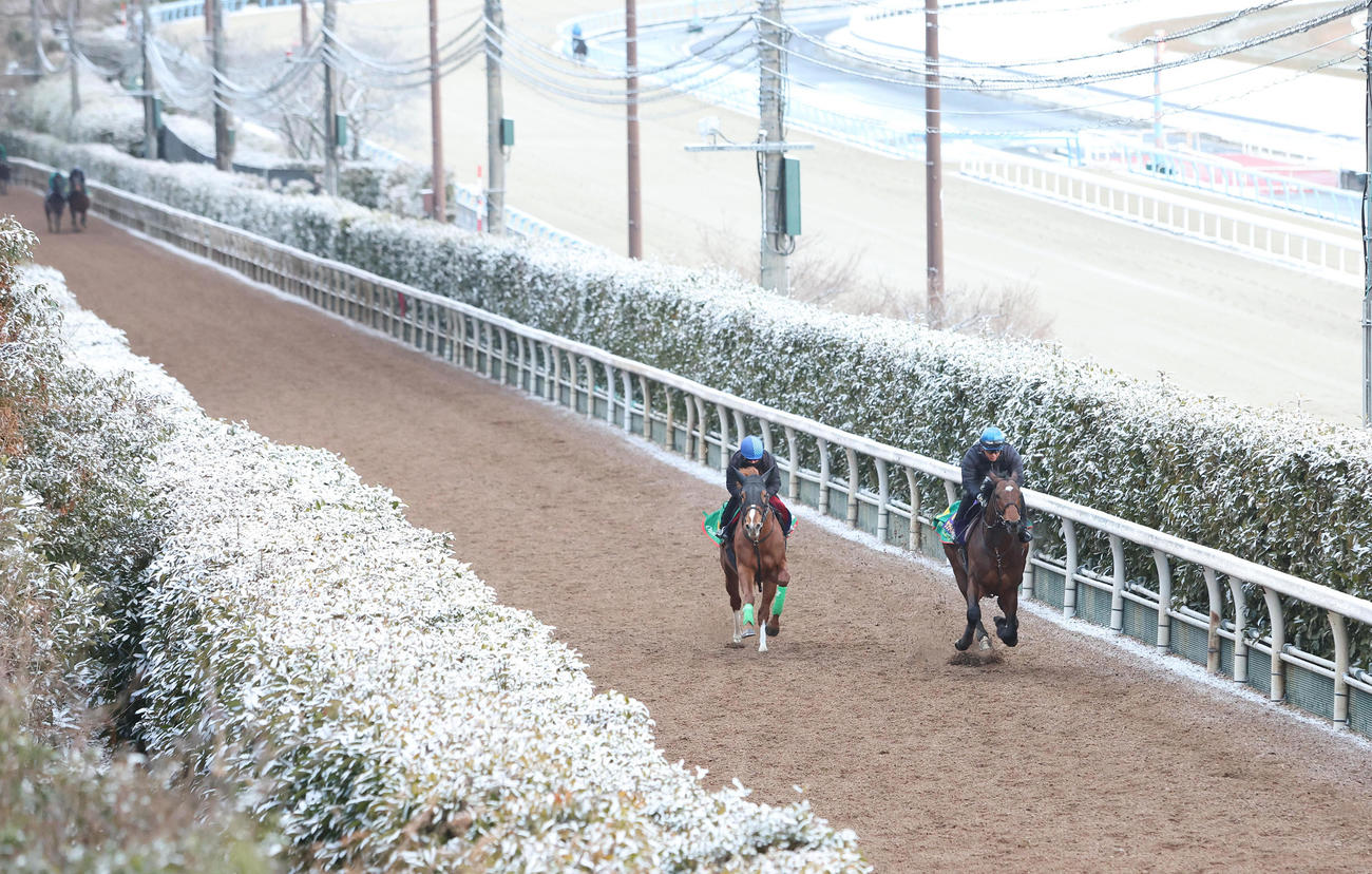 坂路を併せ馬で追い切る松若騎手騎乗のデルマソトガケ（左）と幸騎手騎乗のサンライズジパング（撮影・白石智彦）
