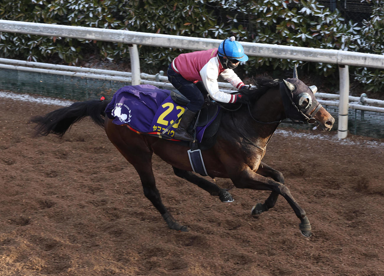坂路で追い切るヤマニンウルス（撮影・白石智彦）