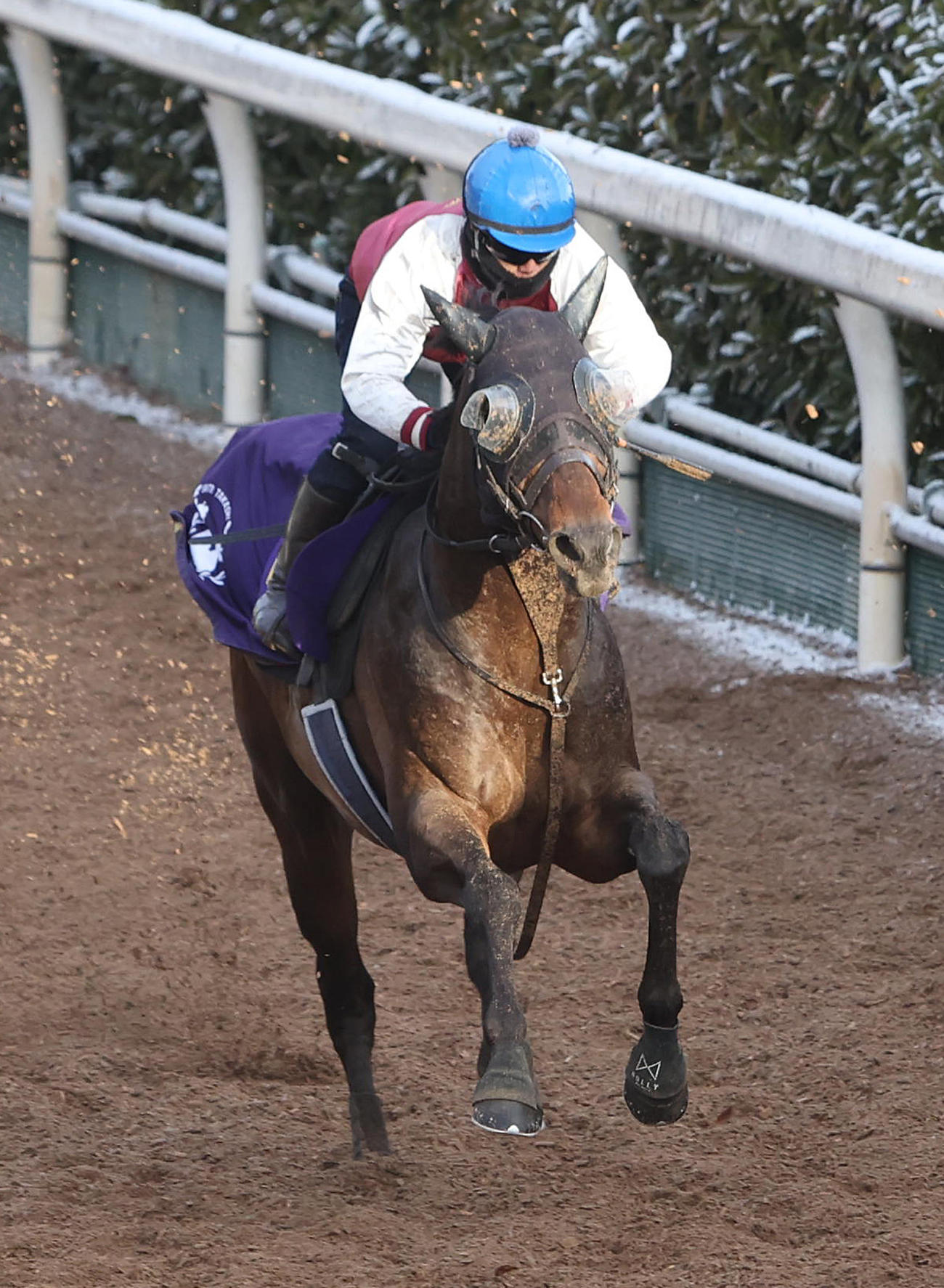 坂路で追い切るヤマニンウルス（撮影・白石智彦）