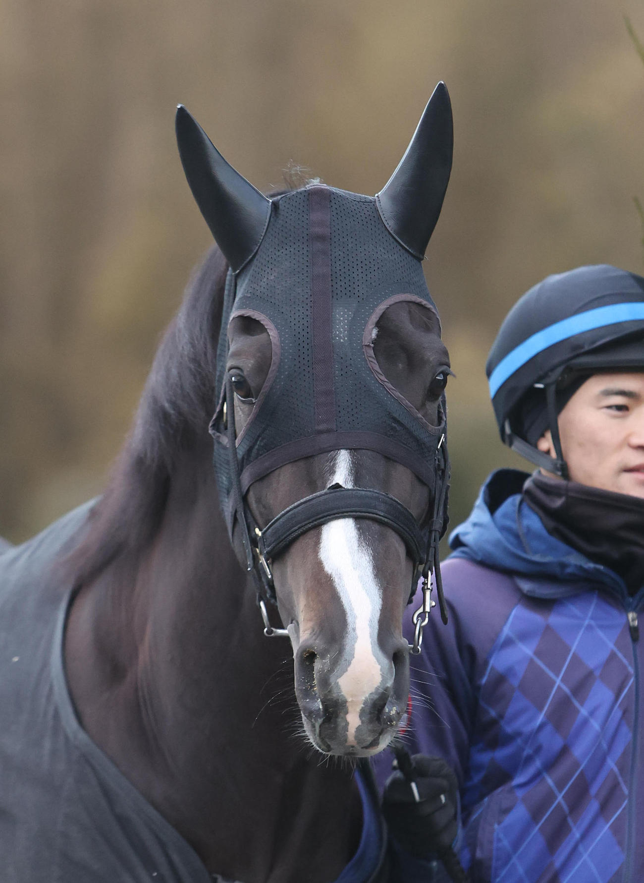 厩舎周りで運動するエピファニー