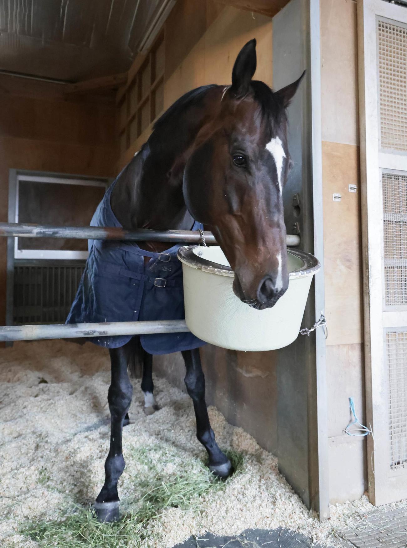 馬房で寛ぐトゥラヴェスーラ