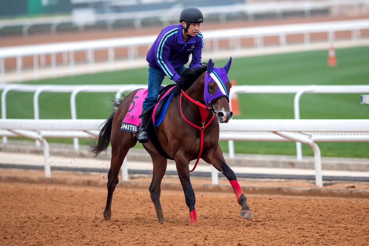 18日朝のイグナイター（C）Jockey Club of Saudi Arabia／Ali AlZenaidi