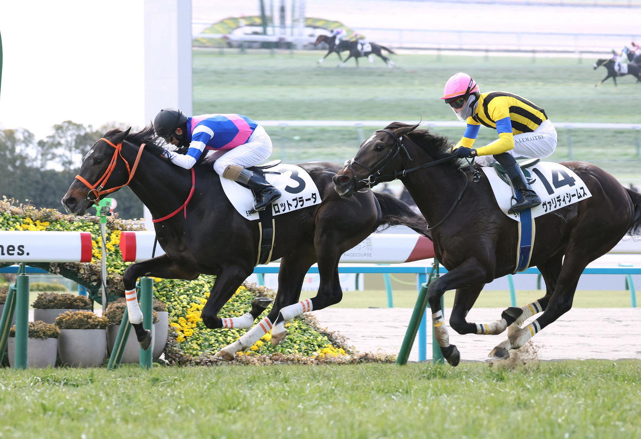 京都5R、和田竜騎手を背に3歳未勝利を勝ち上がったロットブラータ（左）（撮影・白石智彦）