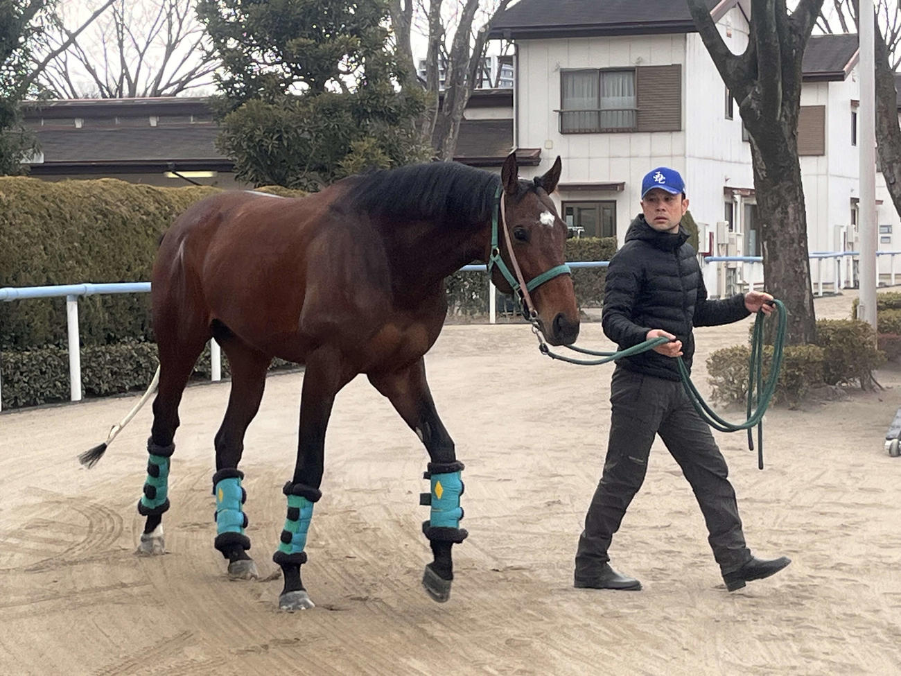 フェブラリーSに向け東京競馬場に到着したサンライズジパング（撮影・桑原幹久）