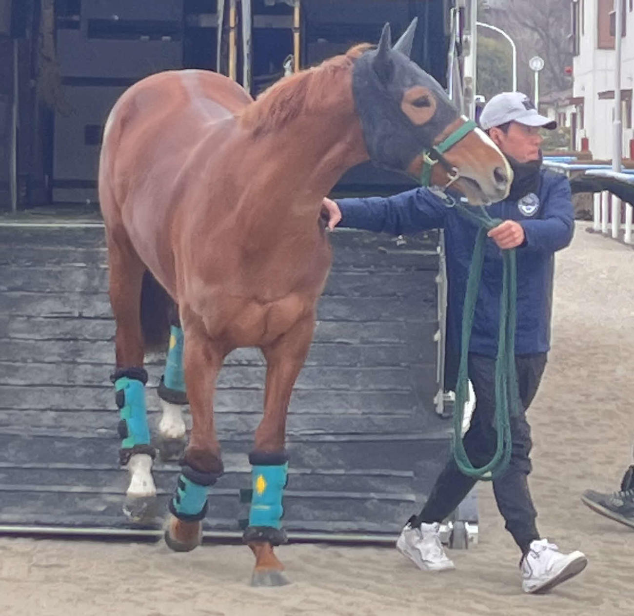 フェブラリーSに向け東京競馬場に到着したデルマソトガケ（撮影・桑原幹久）