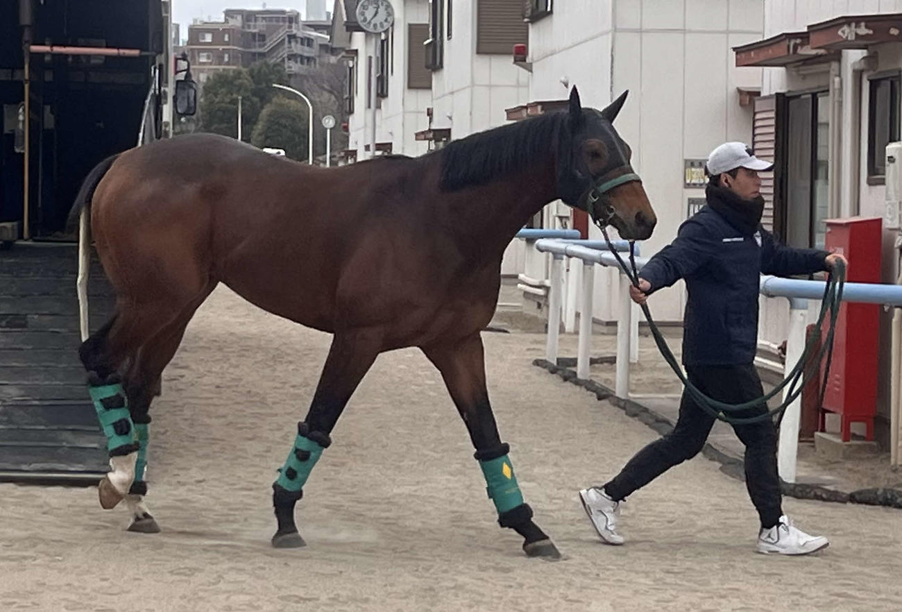 フェブラリーSに向け東京競馬場に到着したサンデーファンデー（撮影・桑原幹久）