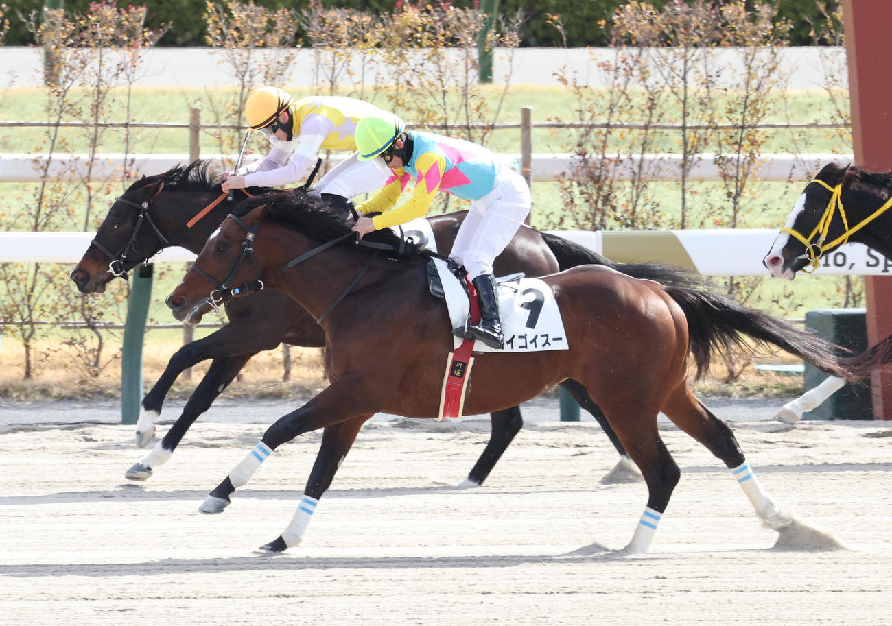 京都7R、4歳以上1勝クラスを制したゴイゴイスー（手前）（撮影・白石智彦）
