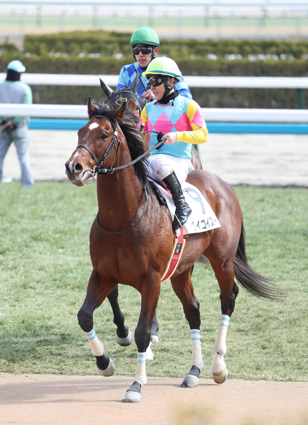 京都7R、4歳以上1勝クラスを制したゴイゴイスー（撮影・白石智彦）