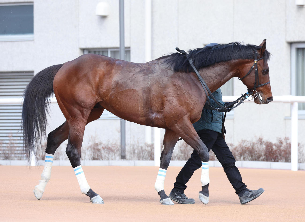 京都7R、4歳以上1勝クラスを制したゴイゴイスー（撮影・白石智彦）