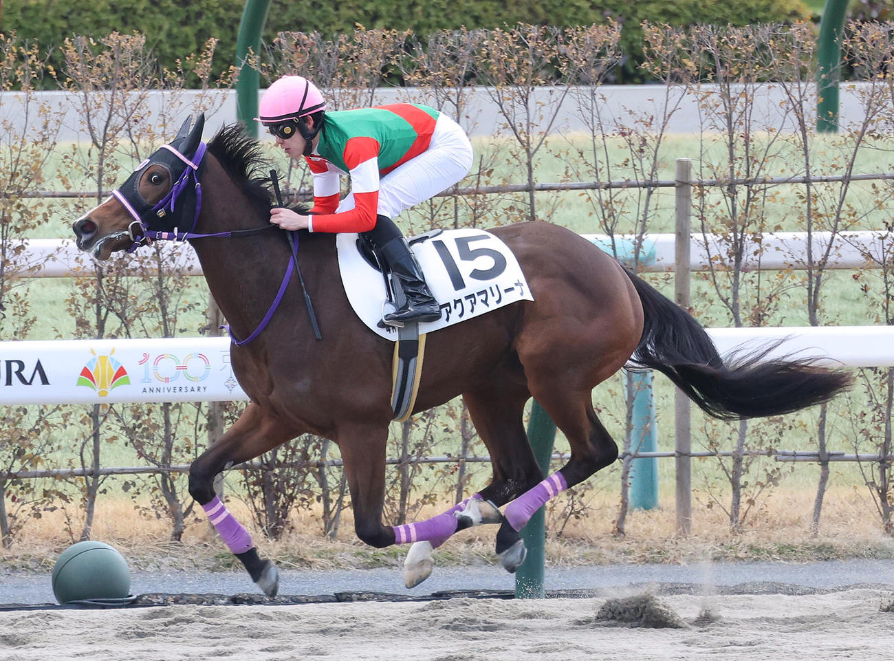 京都4R、逃げ切って新馬戦を制したアクアマリーナ（撮影・白石智彦）