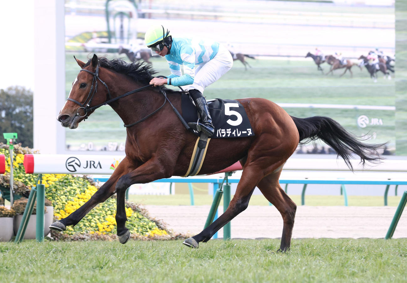 京都9R、つばき賞を制したパラディレーヌ（撮影・白石智彦）