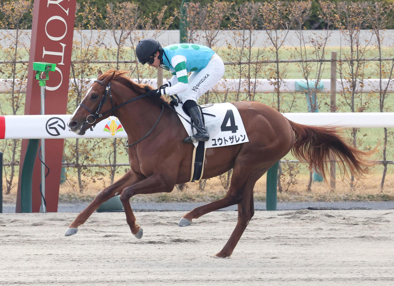 京都3R、西塚騎手を背に3歳未勝利を勝ち上がったユウトザレン（撮影・白石智彦）