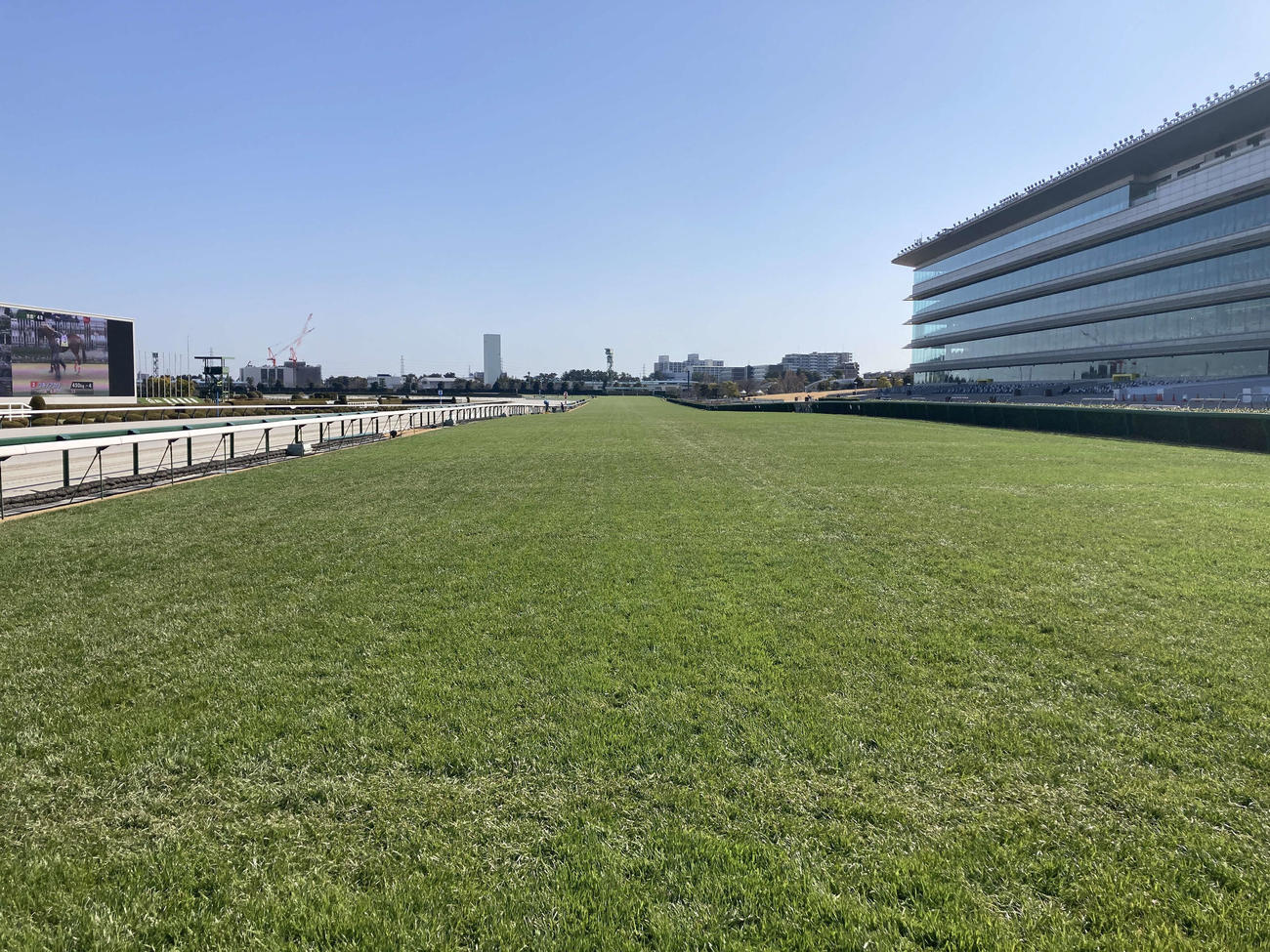 新しくなった阪神競馬場の芝コースの最後の直線（阪神競馬場提供）