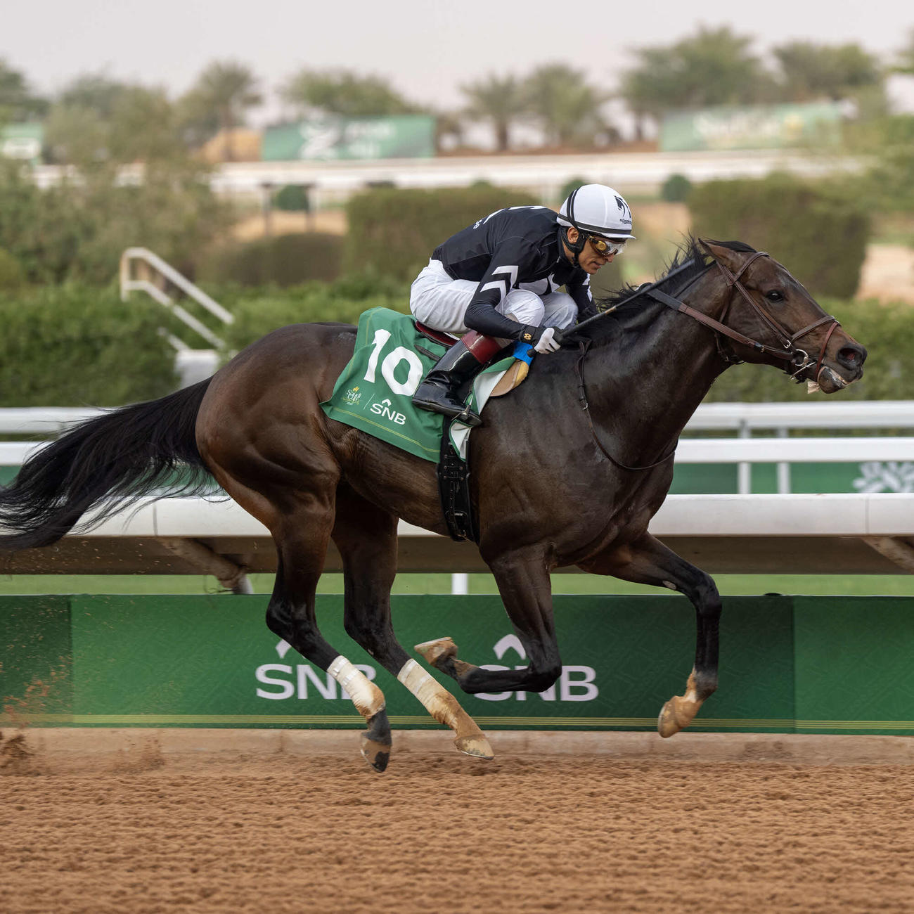 ストレートノーチェイサー（C）Jockey Club of Saudi Arabia／Mathea Kelley