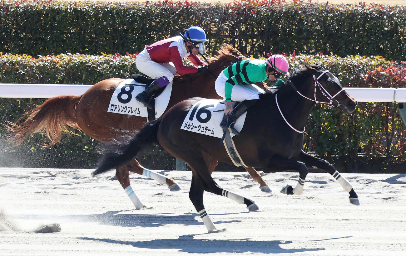 東京3R、3歳新馬戦を制したメルシージュテームと岩田望騎手（撮影・丹羽敏通）
