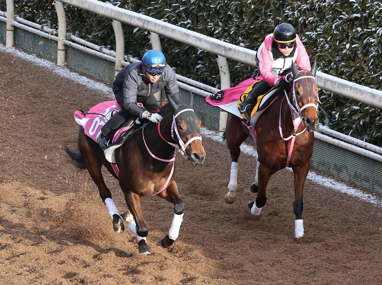 19日、幸英明騎手を背に坂路を併せ馬で追い切るビップデイジー（左）