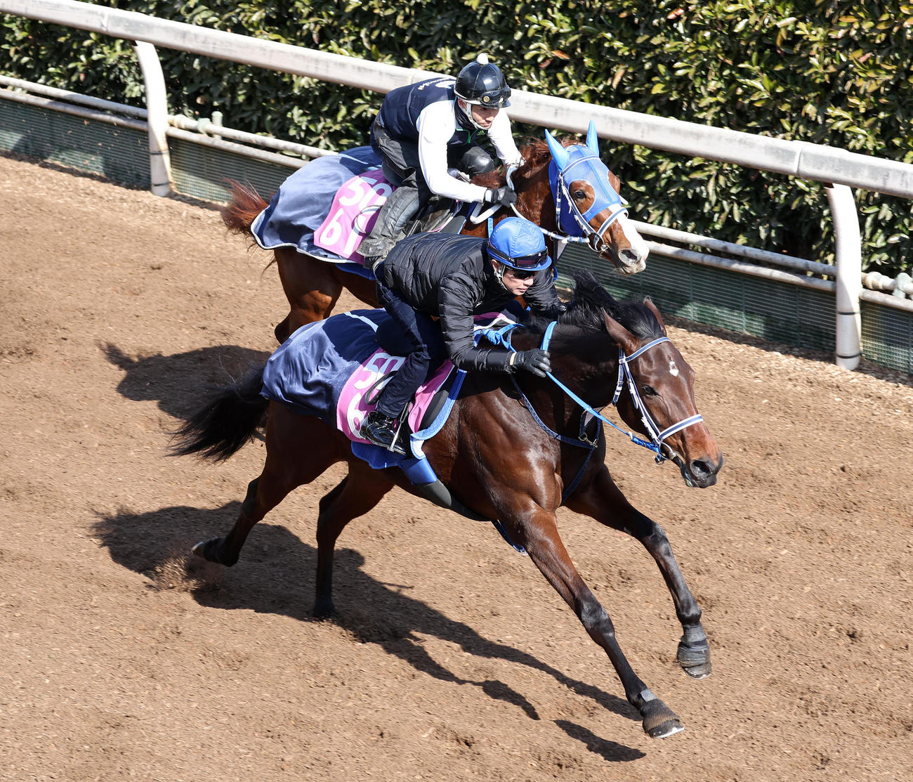 武豊騎手を背に坂路をウォーターアデル（奥）と併せ馬で追い切るウォーターガーベラ（撮影・白石智彦）