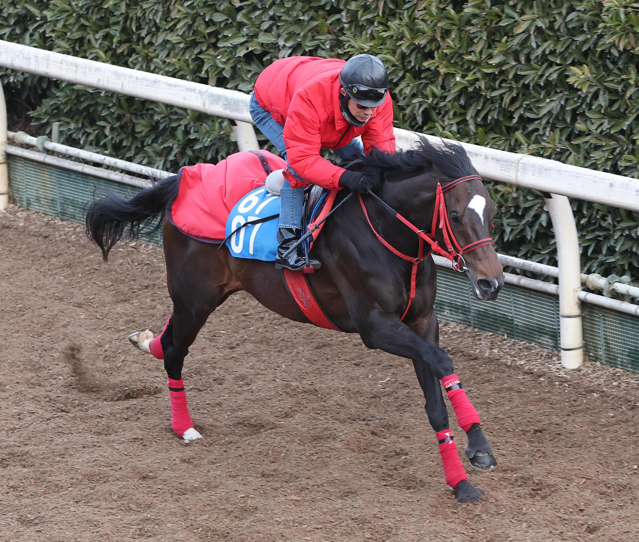 坂路を単走で追い切るエコロヴァルツ（撮影・白石智彦）