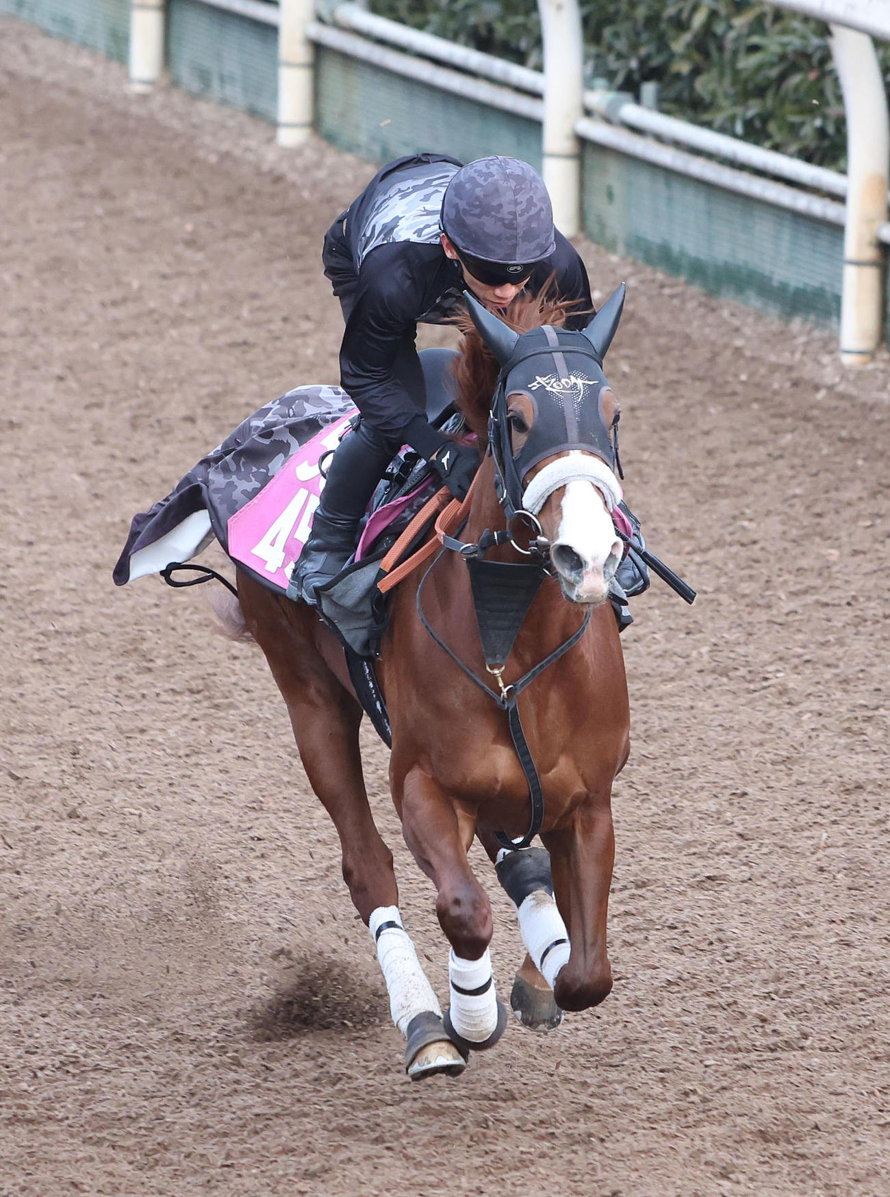 坂路を単走で追い切るナムラクララ（撮影・白石智彦）