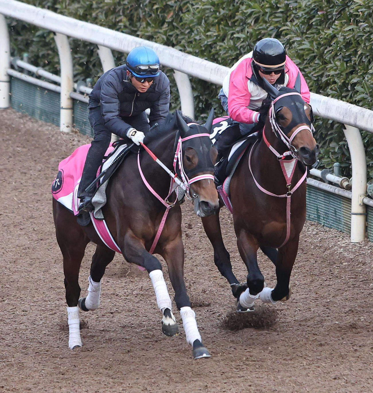 幸騎手を背に坂路をパーフェクト（右）と併せ馬で追い切るビップデイジー（撮影・白石智彦）