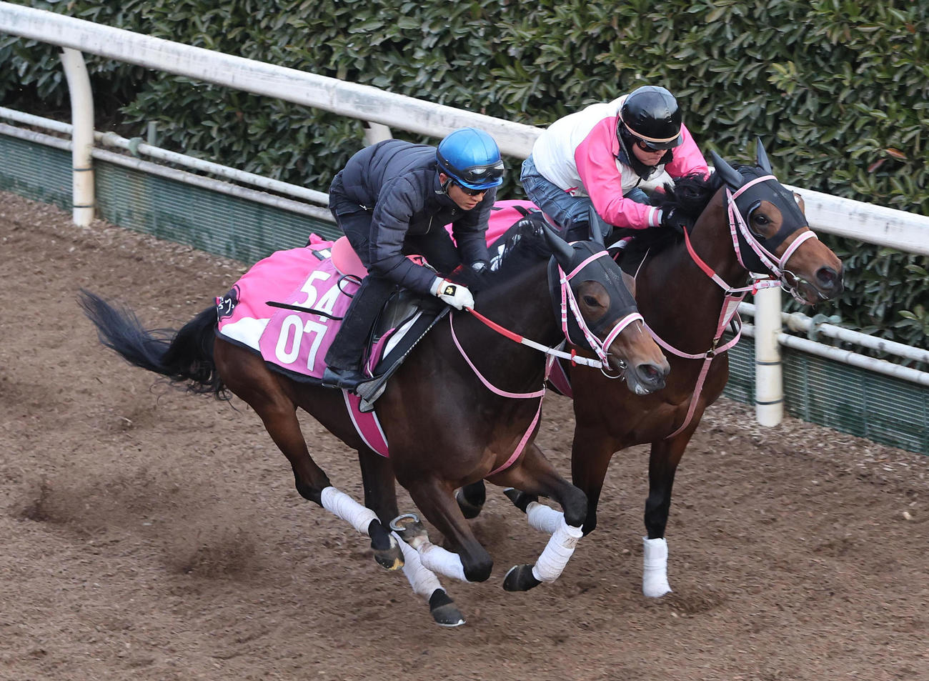 幸騎手を背に坂路をパーフェクト（右）と併せ馬で追い切るビップデイジー（撮影・白石智彦）