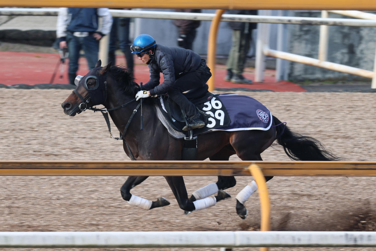 幸騎手が騎乗し、併せ馬を大きく突き放したミュージアムマイル