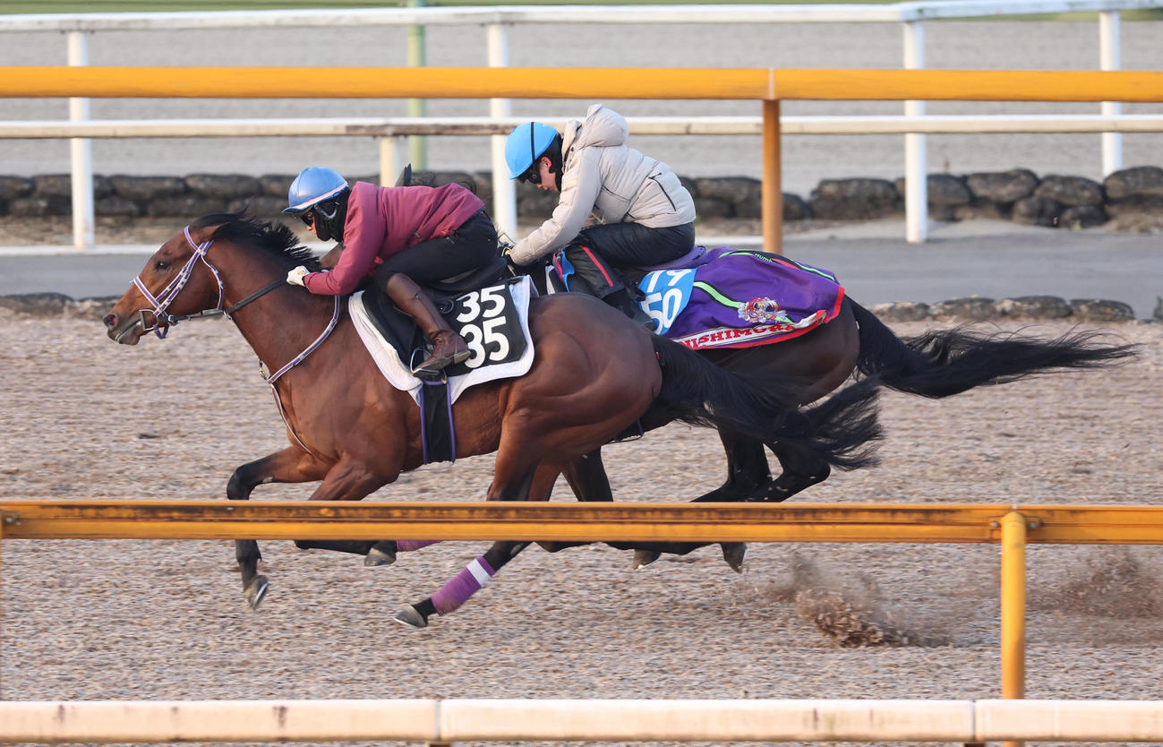 杉原騎手を背にCウッドを3頭併せで追い切るファウストラーゼン（撮影・白石智彦）