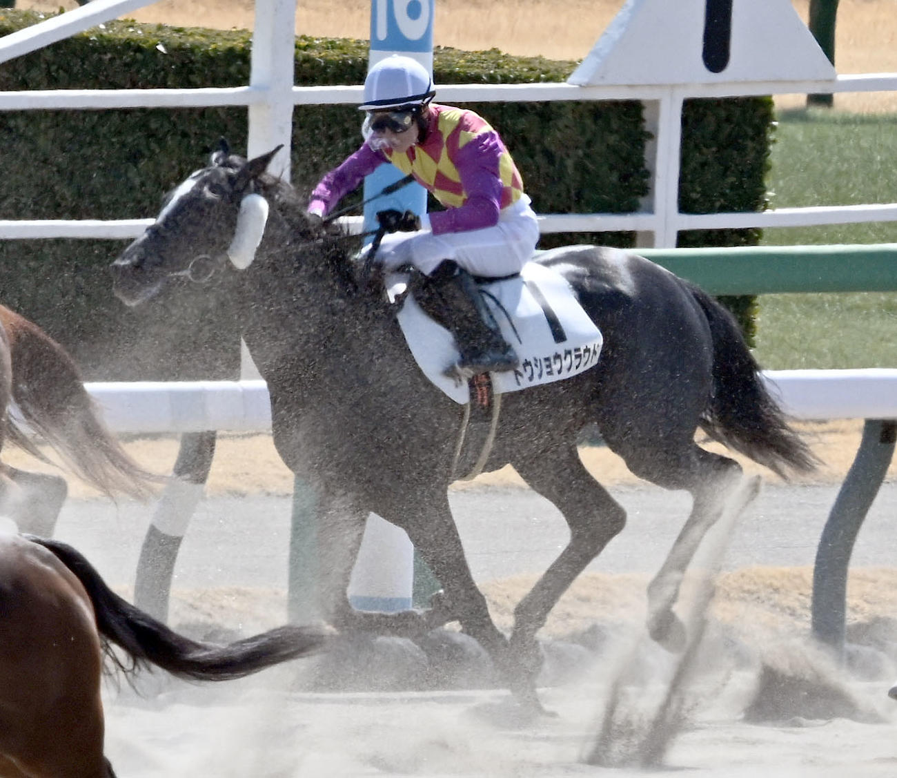 中山3R、3歳未勝利戦に出走したトウショウクラウド鞍上の遠藤騎手（撮影・千葉一成）