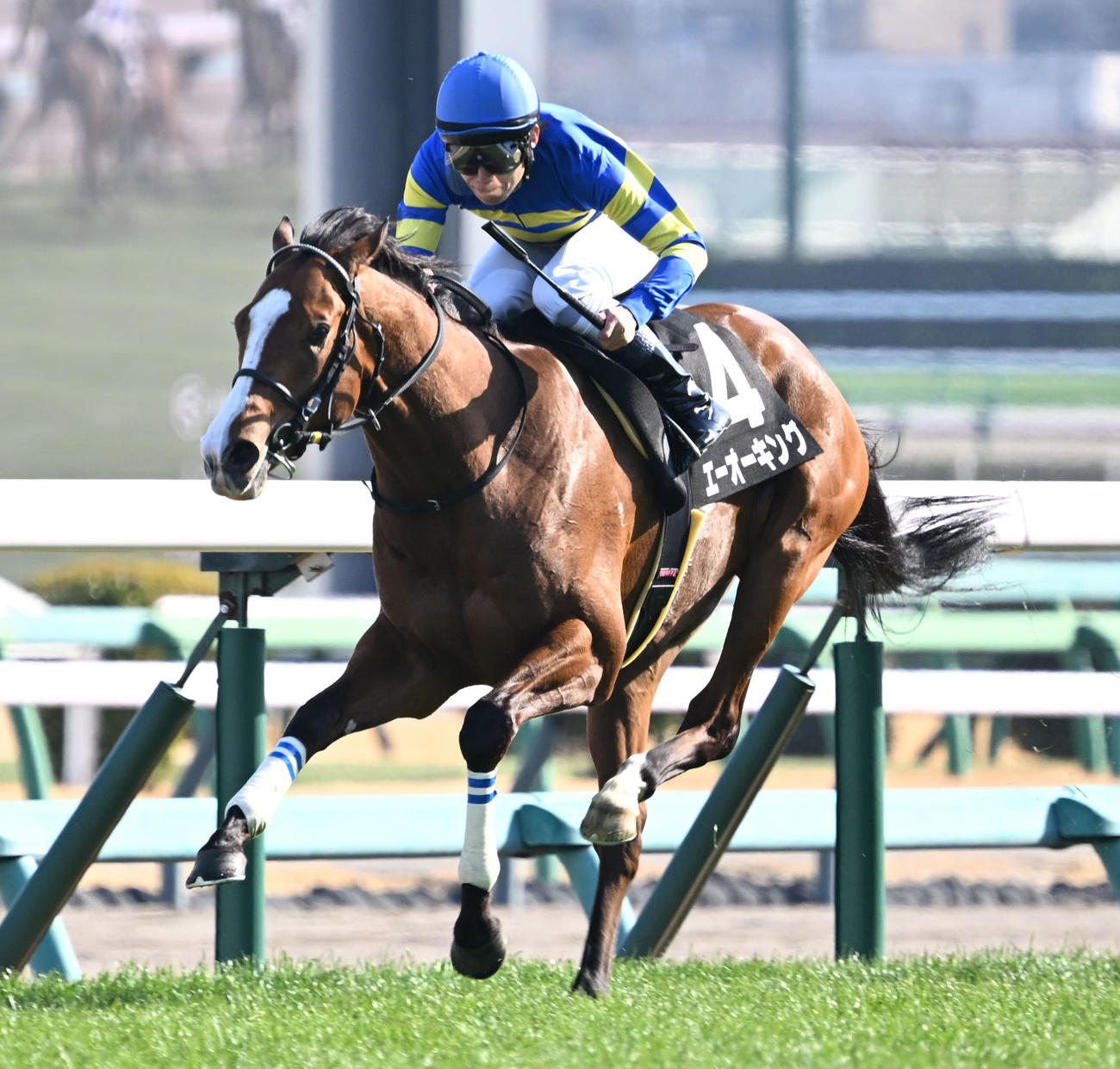 中山9R、水仙賞を制したエーオーキングと田辺騎手（撮影・千葉一成）
