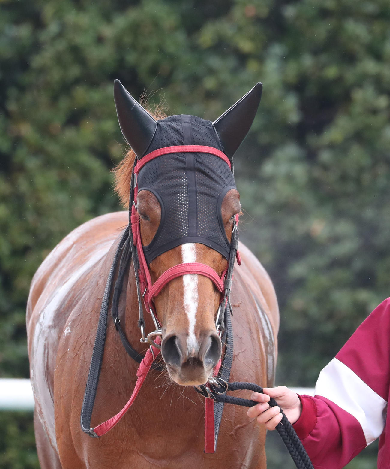 小倉7Rで1着となったパクスロマーナ（撮影・梅根麻紀）