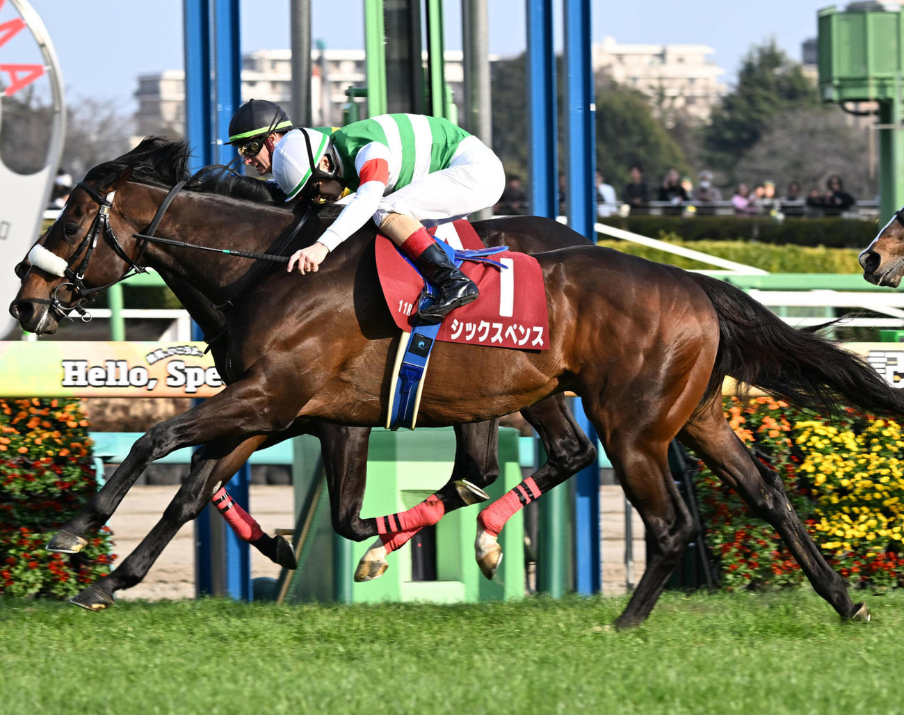 中山記念を制したシックスペンスとルメール騎手（撮影・千葉一成）