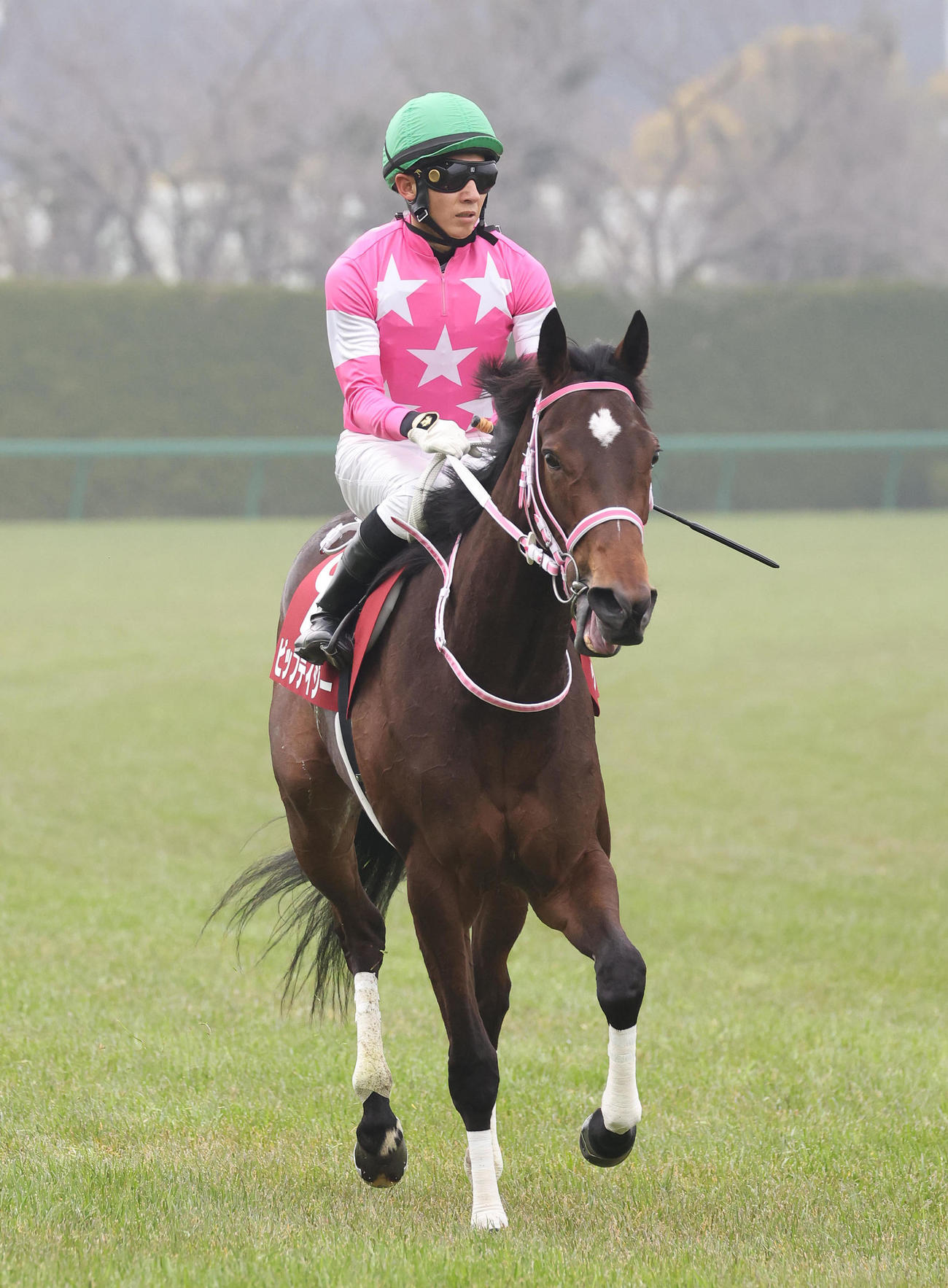 チューリップ賞、3着に入り桜花賞の優先出走権を獲得したビップデイジー（撮影・白石智彦）