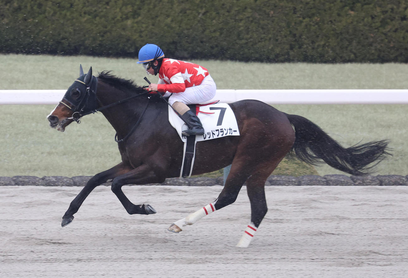 阪神12R、松若騎手を背に15着に終わった音無厩舎のレッドフランカー（撮影・白石智彦）