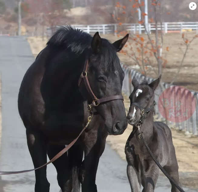 ユーバーレーベン（左）と父イクイノックスの牡馬（ビッグレッドファーム提供）