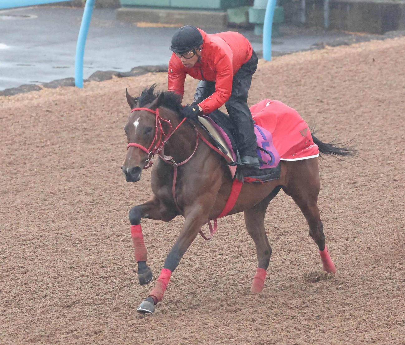 ルージュラナキラは美浦ウッドを単走で追い切られた（撮影・丹羽敏通）