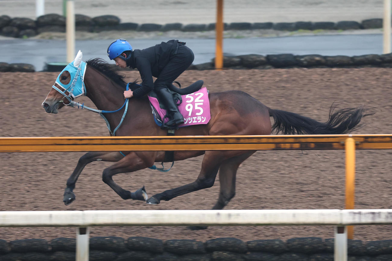 団野大成騎手が騎乗し、Cウッド単走で時計を出したダンツエラン