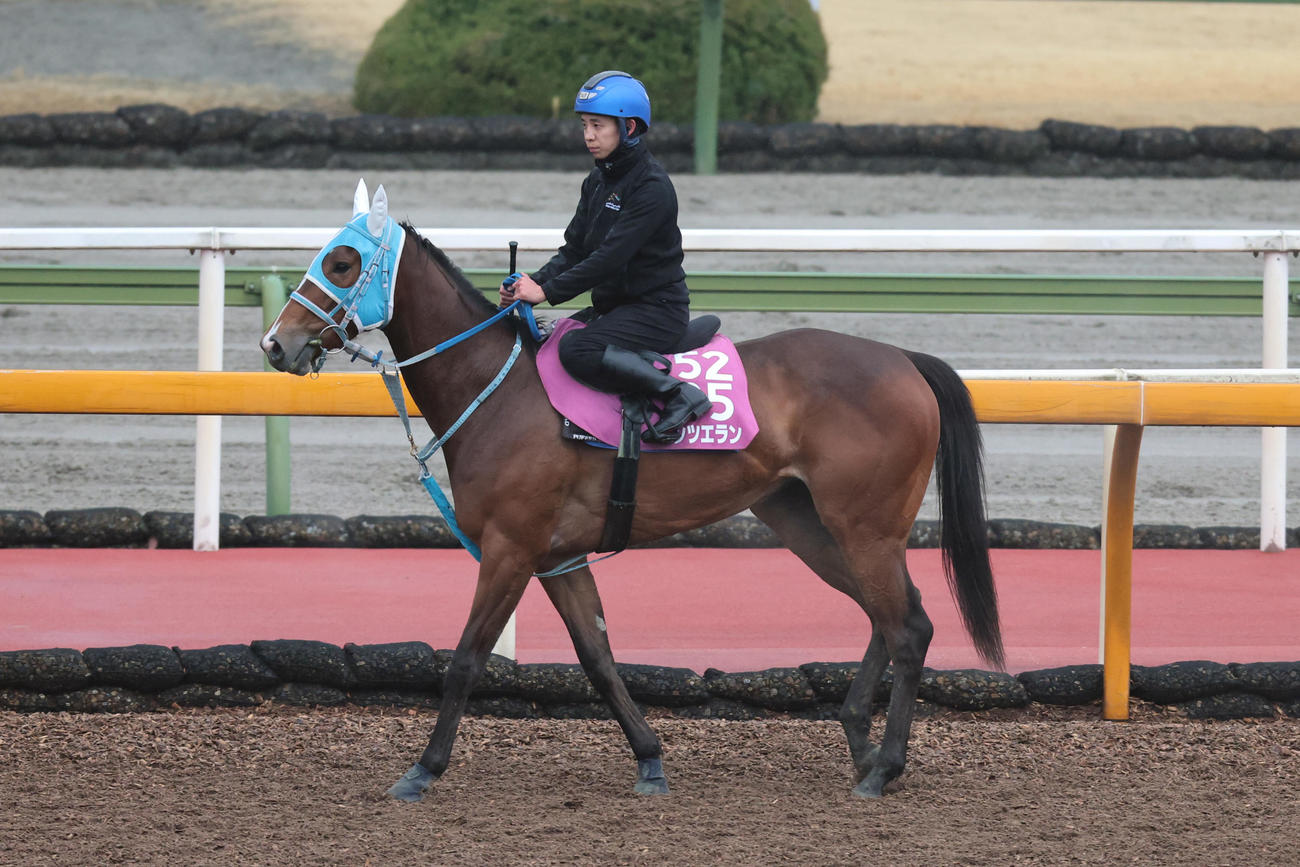 団野大成騎手が騎乗し、馬場入りするダンツエラン