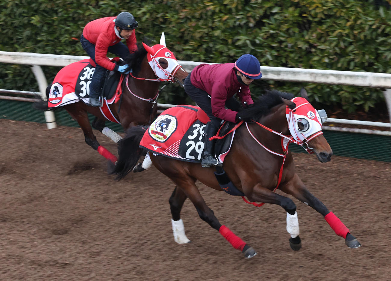 坂井騎手を背に坂路を併せ馬で追い切るジュタ（右）