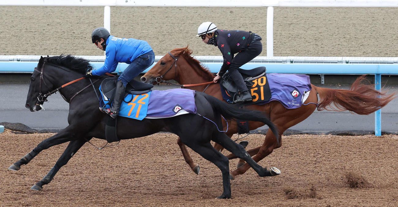 アロヒアリイ（奥）は横山和騎手を背に美浦ウッドでトライデントスピアと併せて追い切られた（撮影・丹羽敏通）