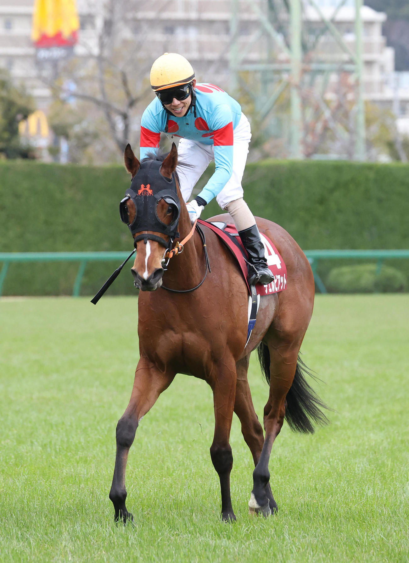 阪神11RフィリーズR、2着に入り桜花賞の優先出走権を獲得したチェルビアット（撮影・白石智彦）